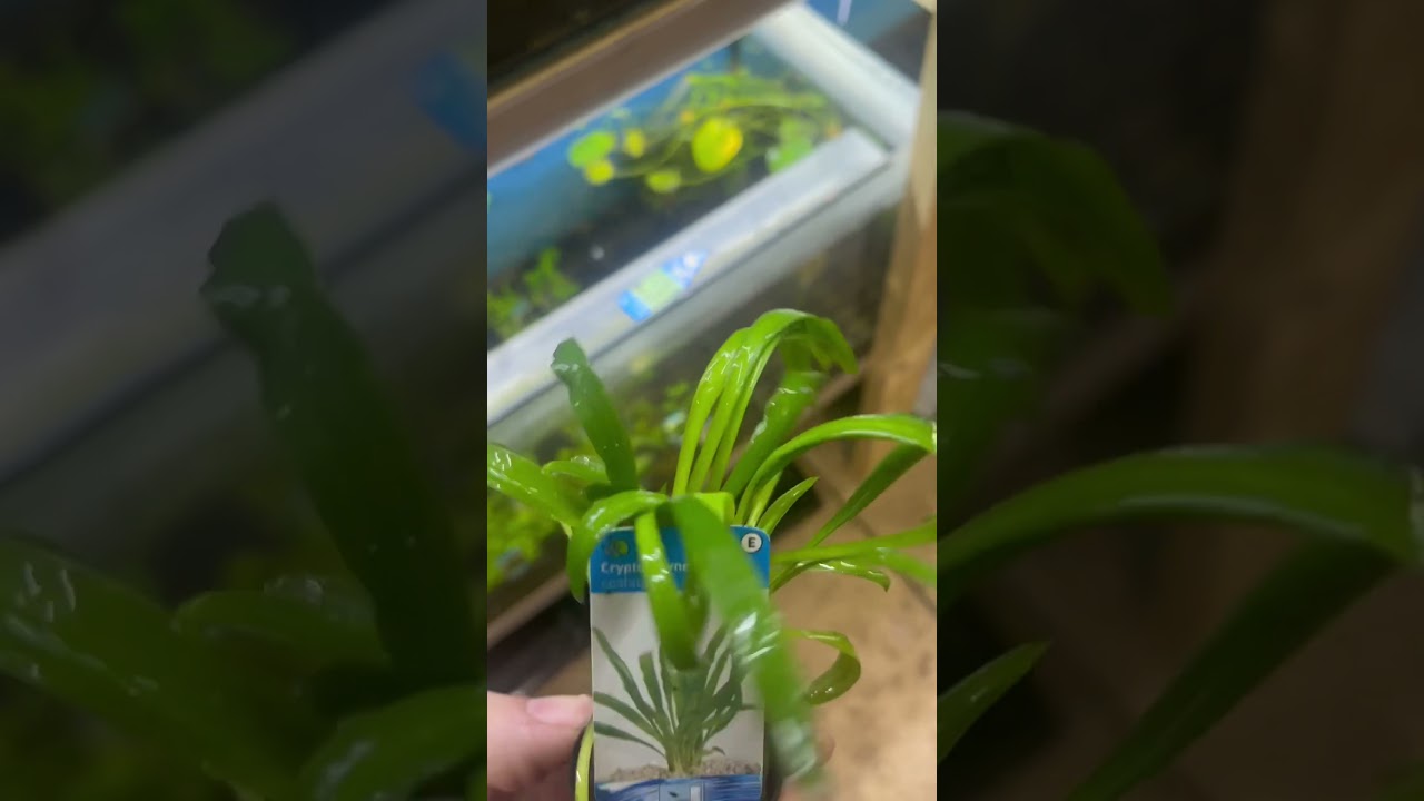 Cryptocoryne Costata - Aquariumplantenshop