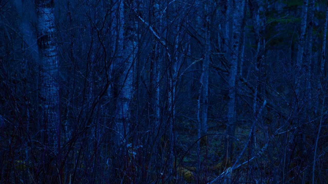 Evening field recording of Boreal Forest. Ruffed Grouse drumming and Wilsons Snipe winnow.