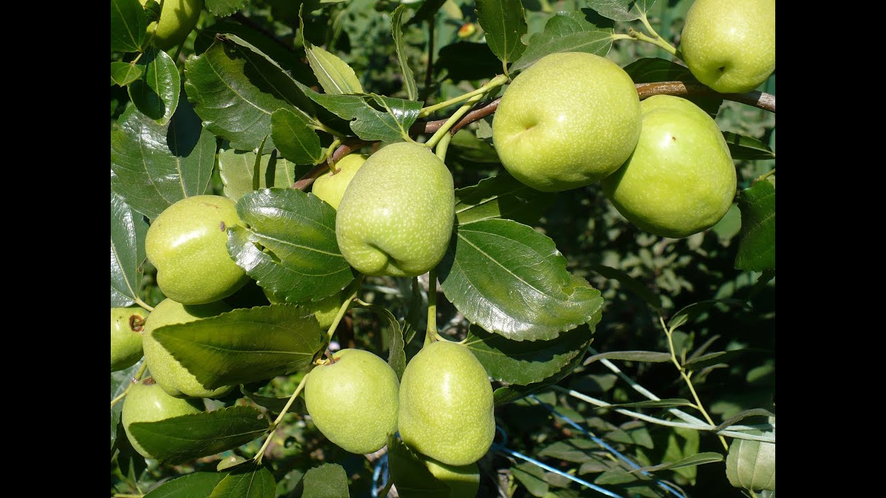 зизифус ВИДЫ на УРОЖАЙ обзор 8 сортов! Ziziphus harvest !!!