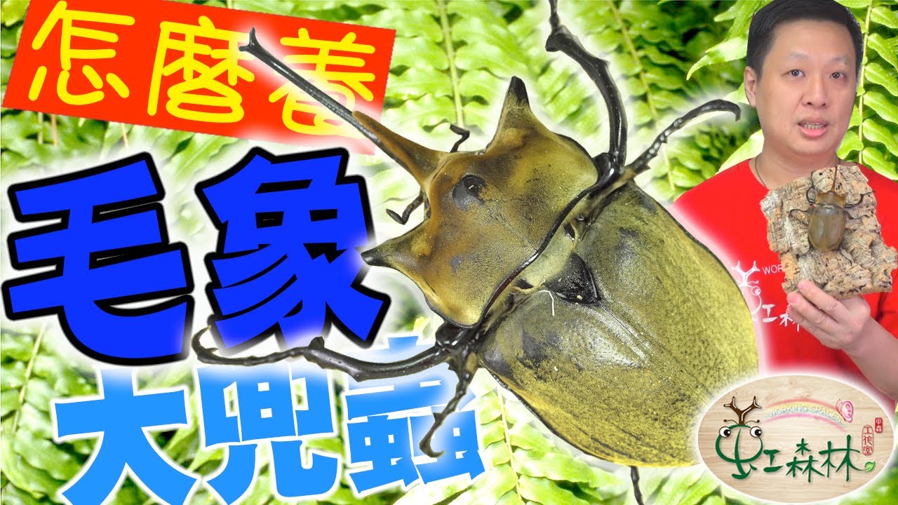 毛象大兜蟲 怎麼養 Megasoma elephus 奇異果 KIWI 平胸毛象大兜蟲★ 虹森林chentsei甲蟲老師 ★