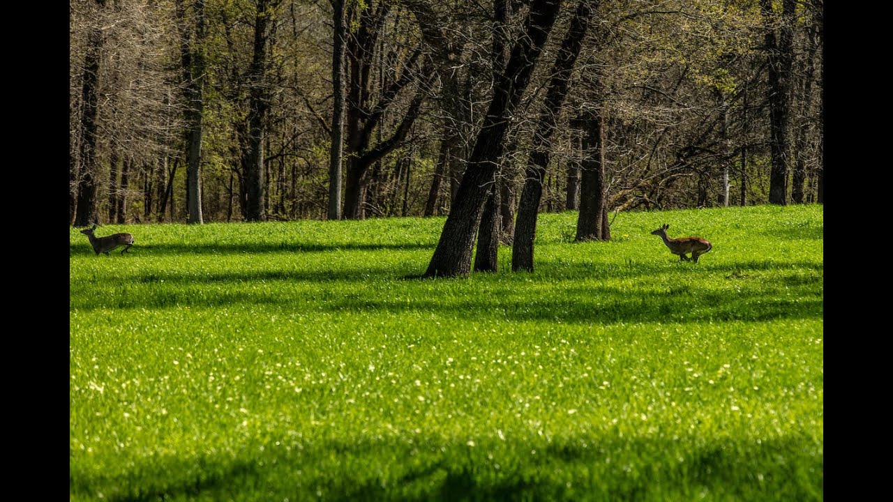 Delta Ranch | 1511 Acres |  Texas Ranch for Sale