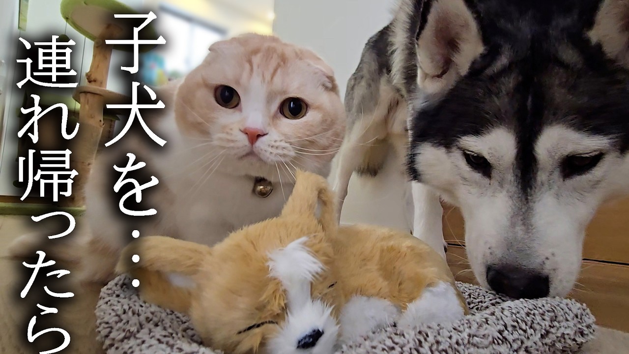 売れ残ったチワワの子犬を連れ帰ったら猫と犬が大変なことに...