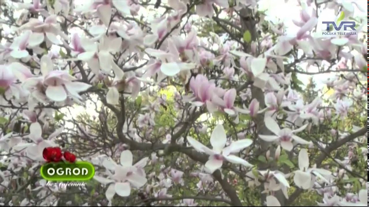 Ogród bez tajemnic ,,Magnolie''