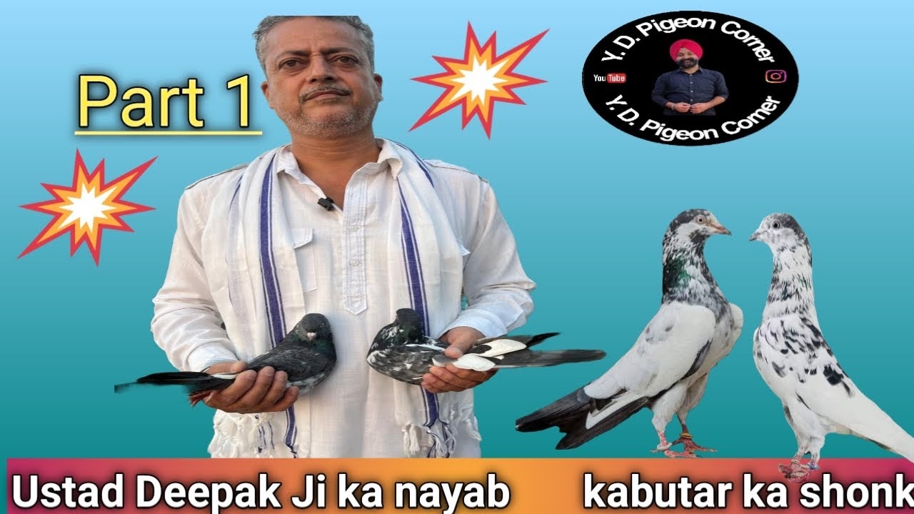 Ustad Deepak Ji ka Old Breed 👌(Part 1) || Y.D.Pigeon Corner ❤.