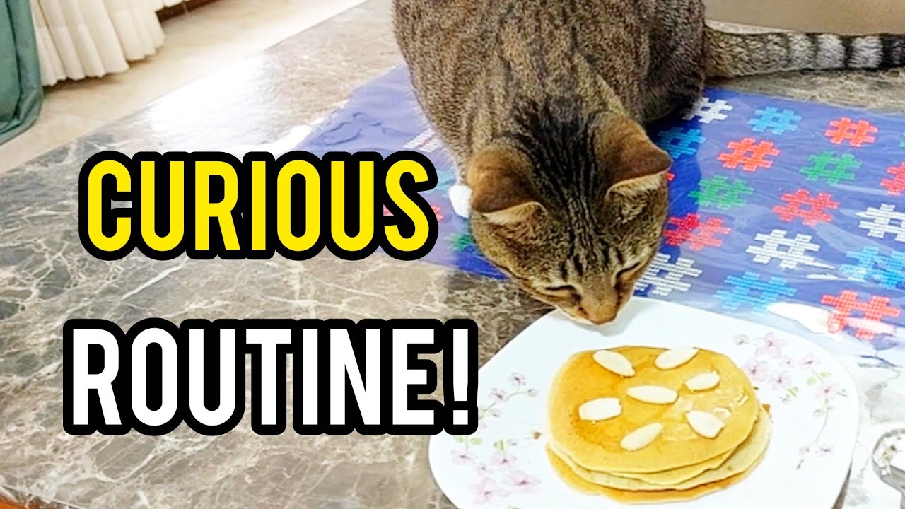Relaxed Tabby Cat Routine 😺 Morning to Evening Moments