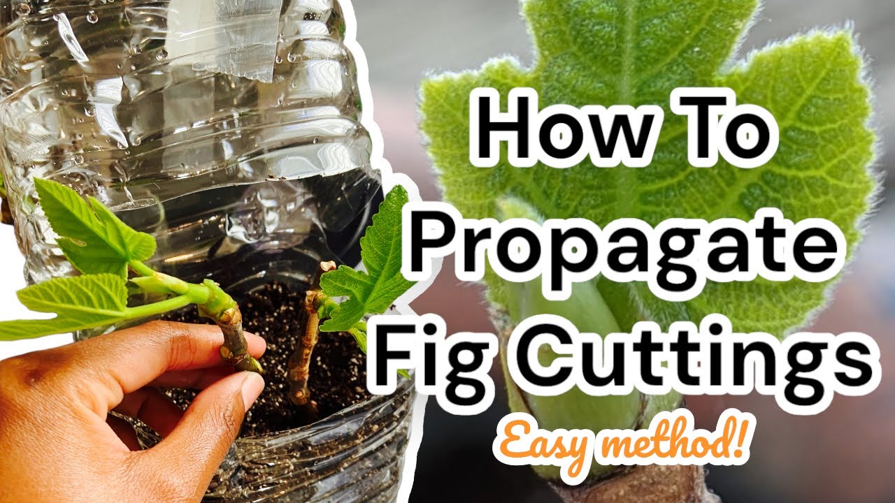 How To Propagate Fig Tree Cuttings! Simple steps, get results!