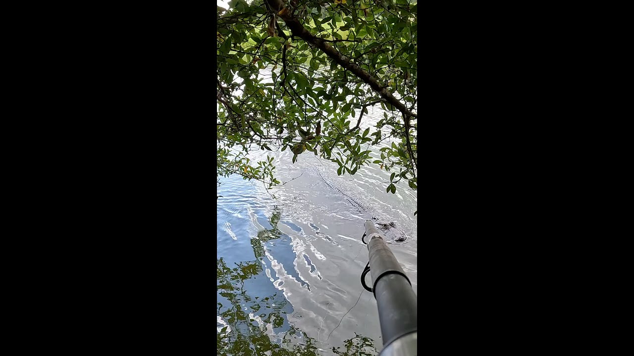 Blowgun Gator #Short