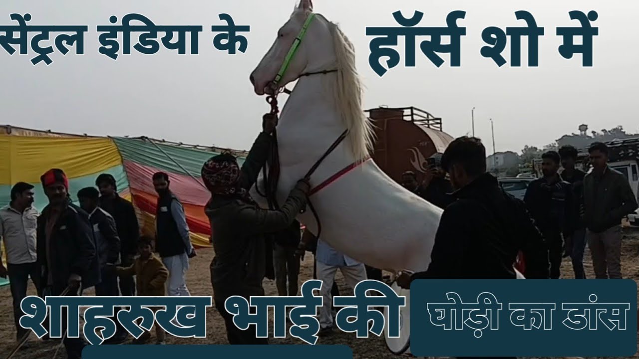 सेंट्रल इंडिया के हॉर्स शो में शाहरुख भाई की घोड़ी का डांस Central india,s Horse show indore