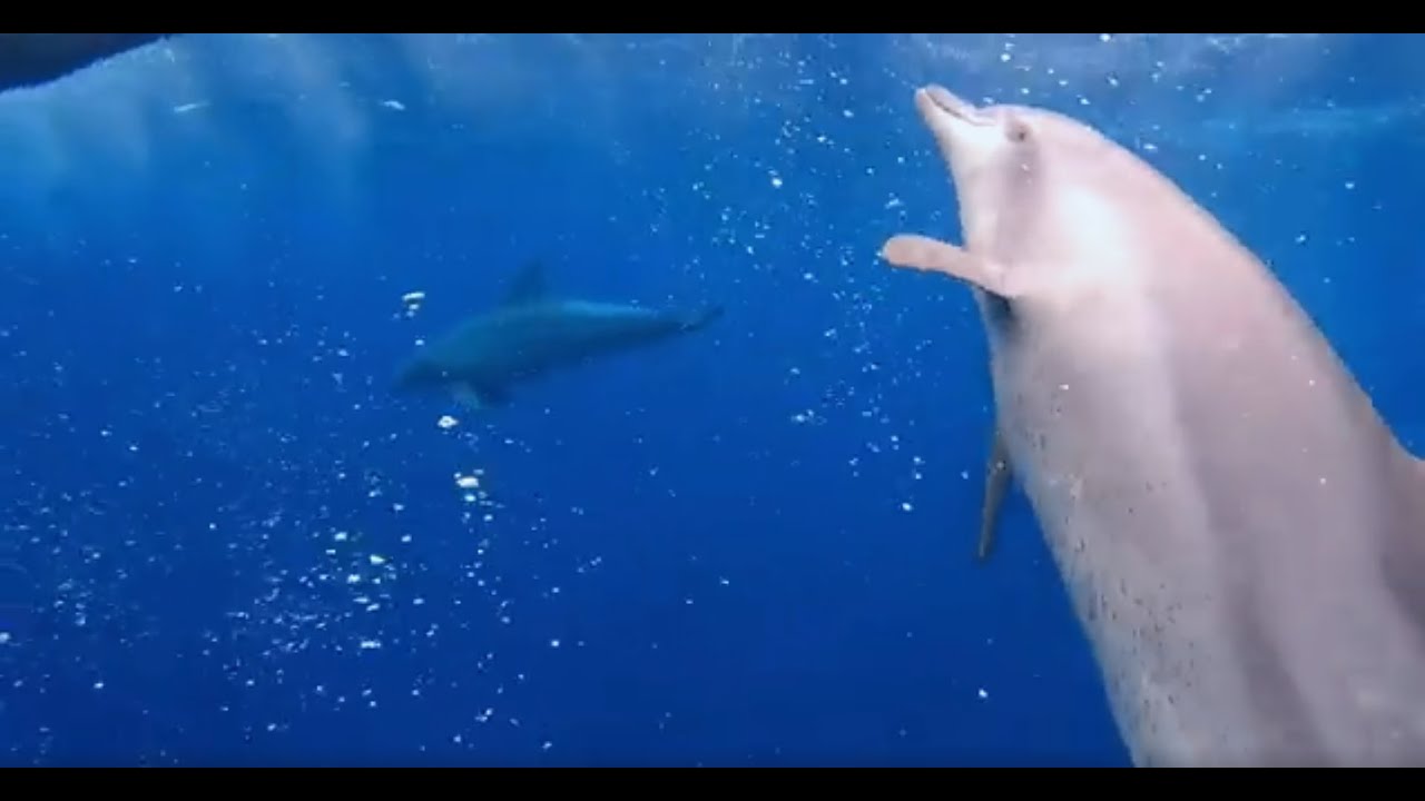 究極の癒し✨潜在意識の中で本当のあなたを見つける旅🐬VOL.2