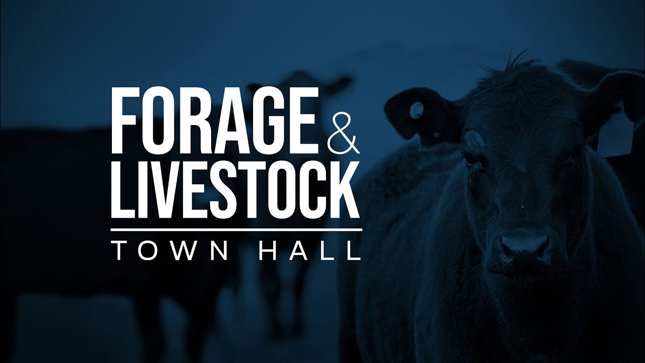 Insect Scouting Alfalfa – Forage & Livestock Town Hall (Full Video)