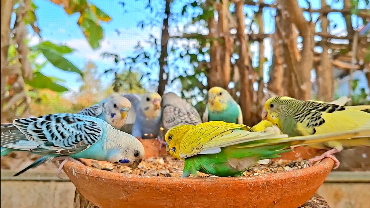 Budgie sing sound: honey budgies are talking about singing new songs for today and make it the best