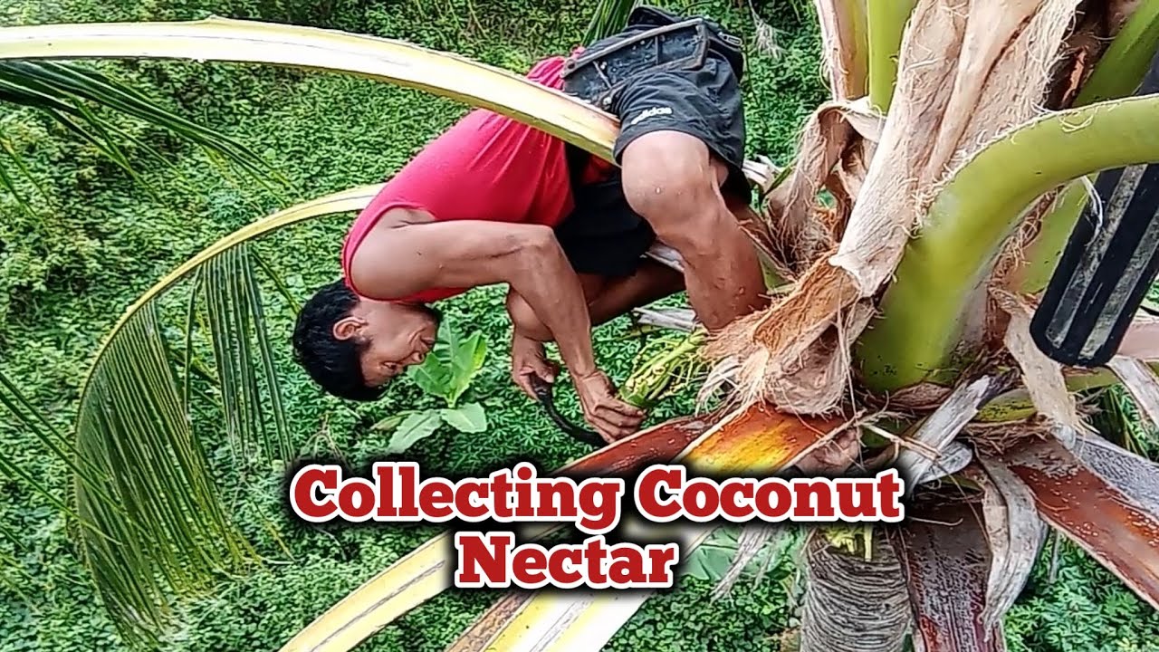 The Process of Collecting Toddy (bahar) #viral #satisfying #coconutwine #coconutwinefarming