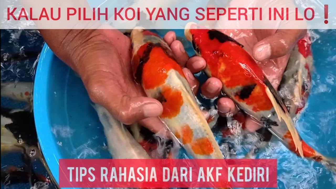 CARA AKF SELEKSI ANAKAN KOI IMPORT❗TERNYATA INI RAHASIANYA❗