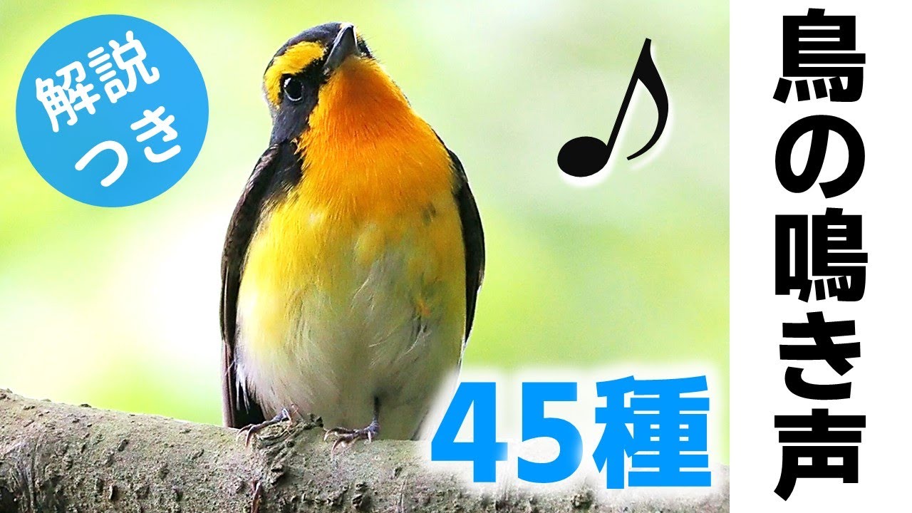 【春～初夏】鳥の鳴き声45種（さえずり）