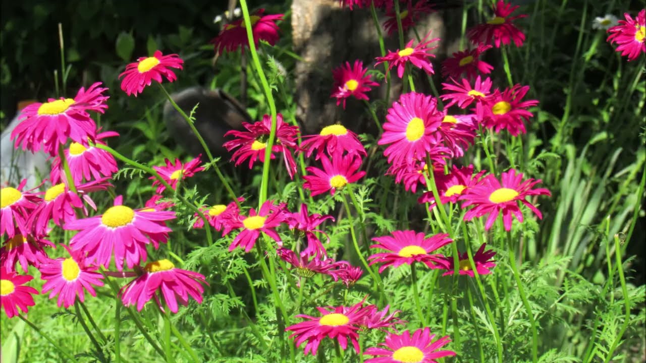 2024 Garden Highlights