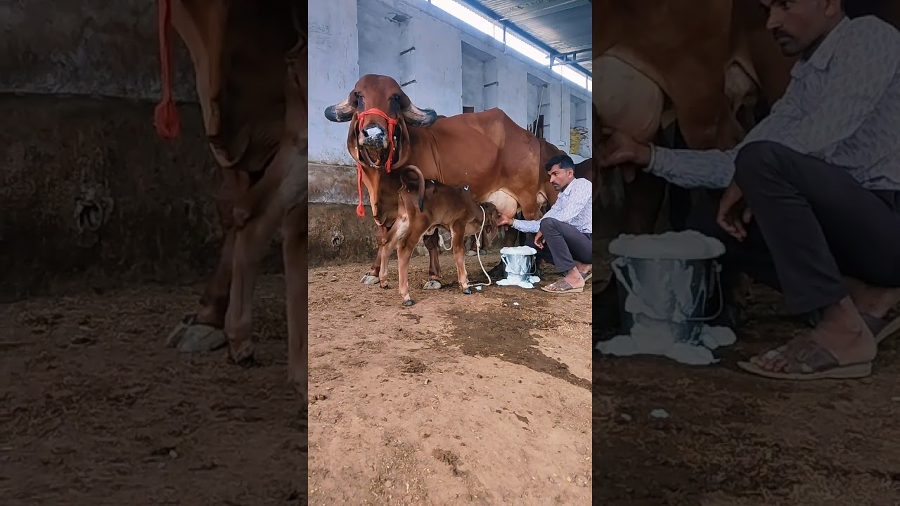 गिर की सुपर रानी 💯 pure gir cow sale Pappu gurjer dairy naweb 8290852135