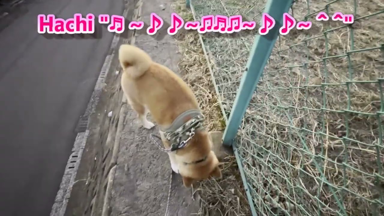 Episode 187 Hachi passing along the retaining wall