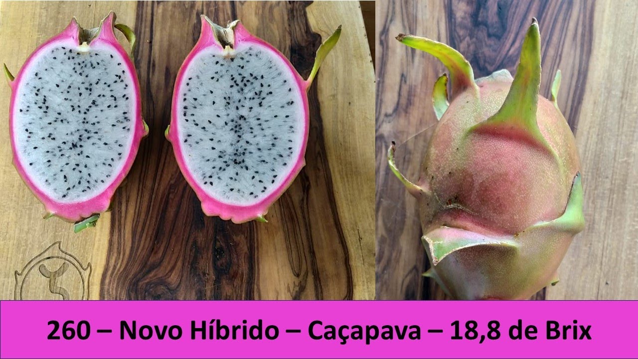 260 - Novo Híbrido - Pitaya Caçapava - Brix 18,8