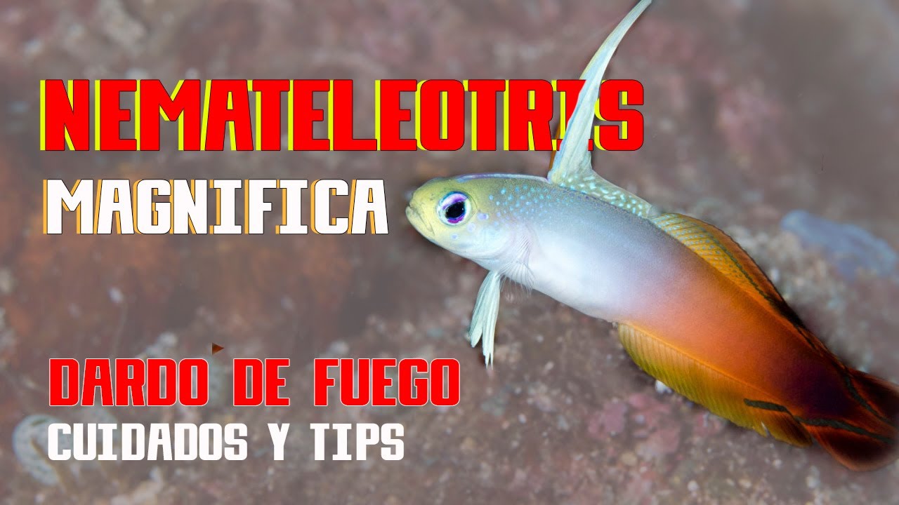 Cuidados del Pez Dardo de Fuego (Nemateleotris magnifica)