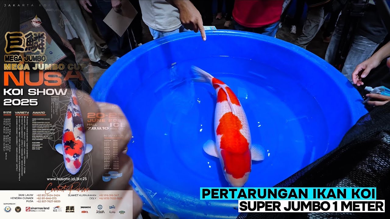 Nusatic 2025 Koi Show | Pertarungan Antara Grand Champion