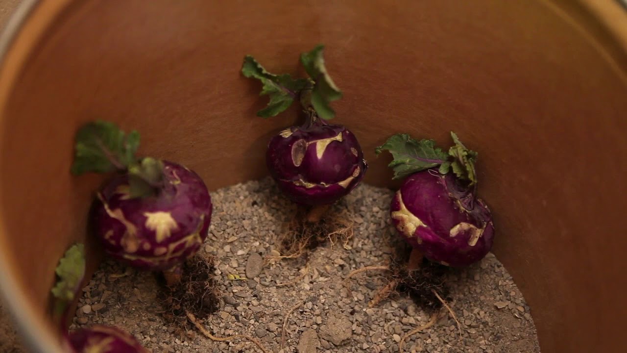 Samengärtnerei von Kohlrabi