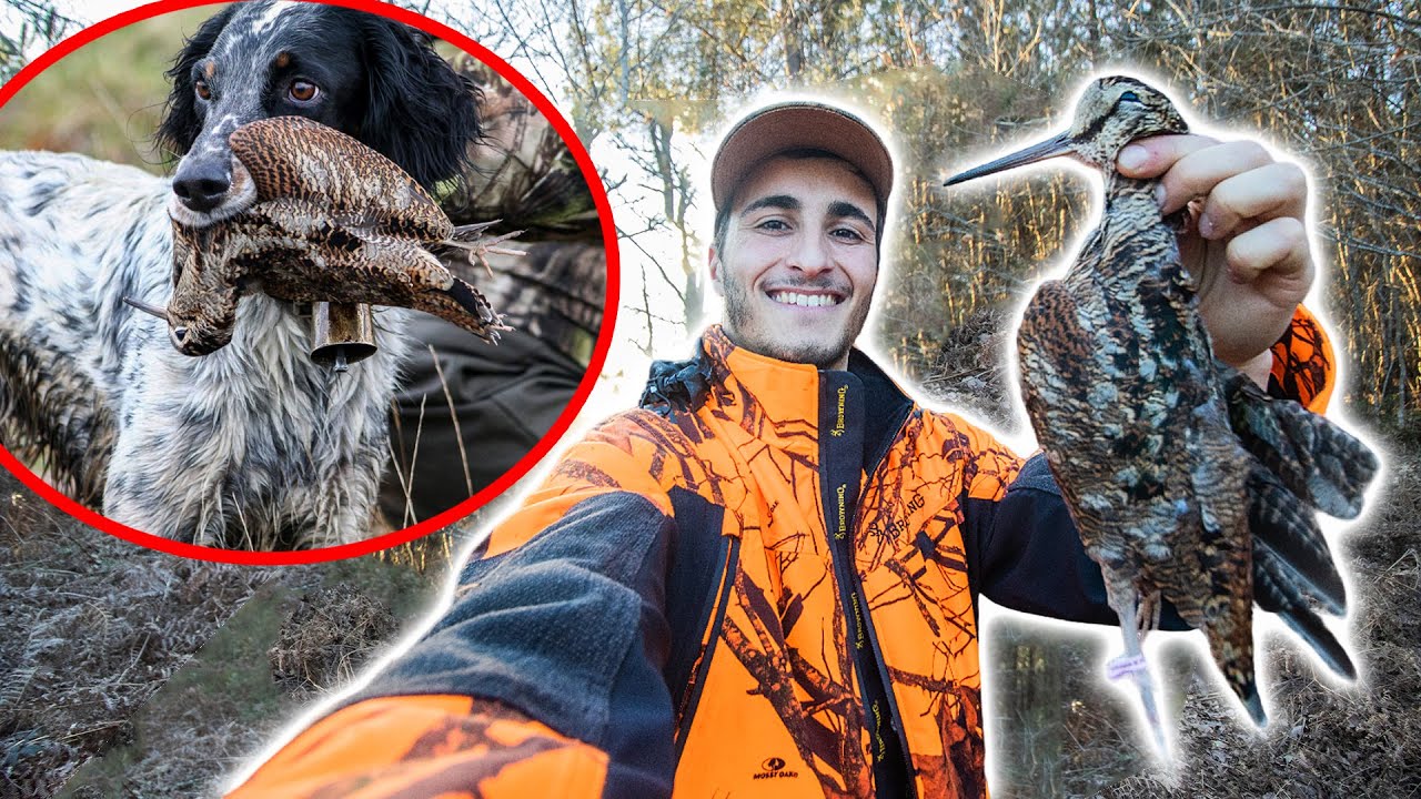 Chasser la B&eacute;casse au Chien d'Arr&ecirc;t ! Chasser/Cuisiner/Manger !