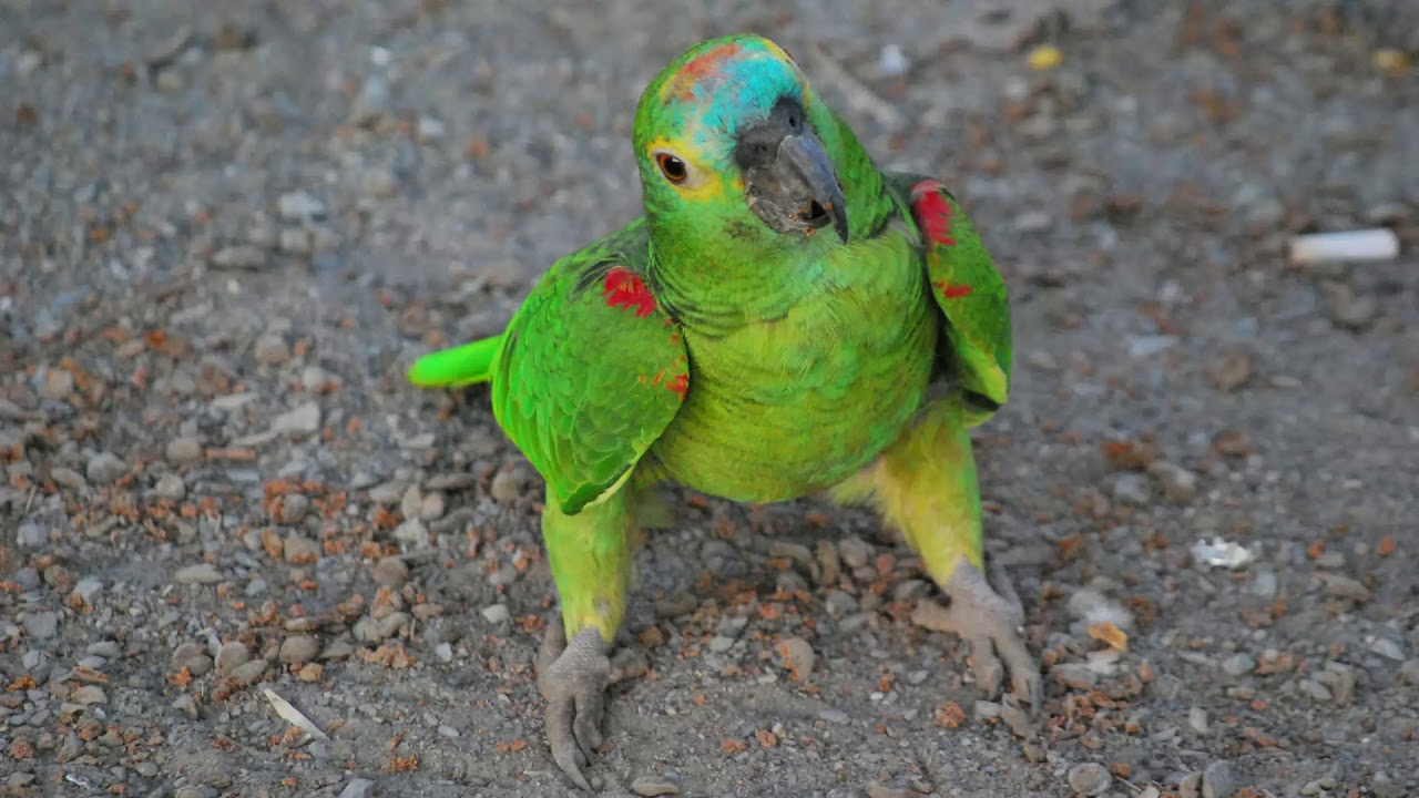 Canto do papagaio-verdadeiro