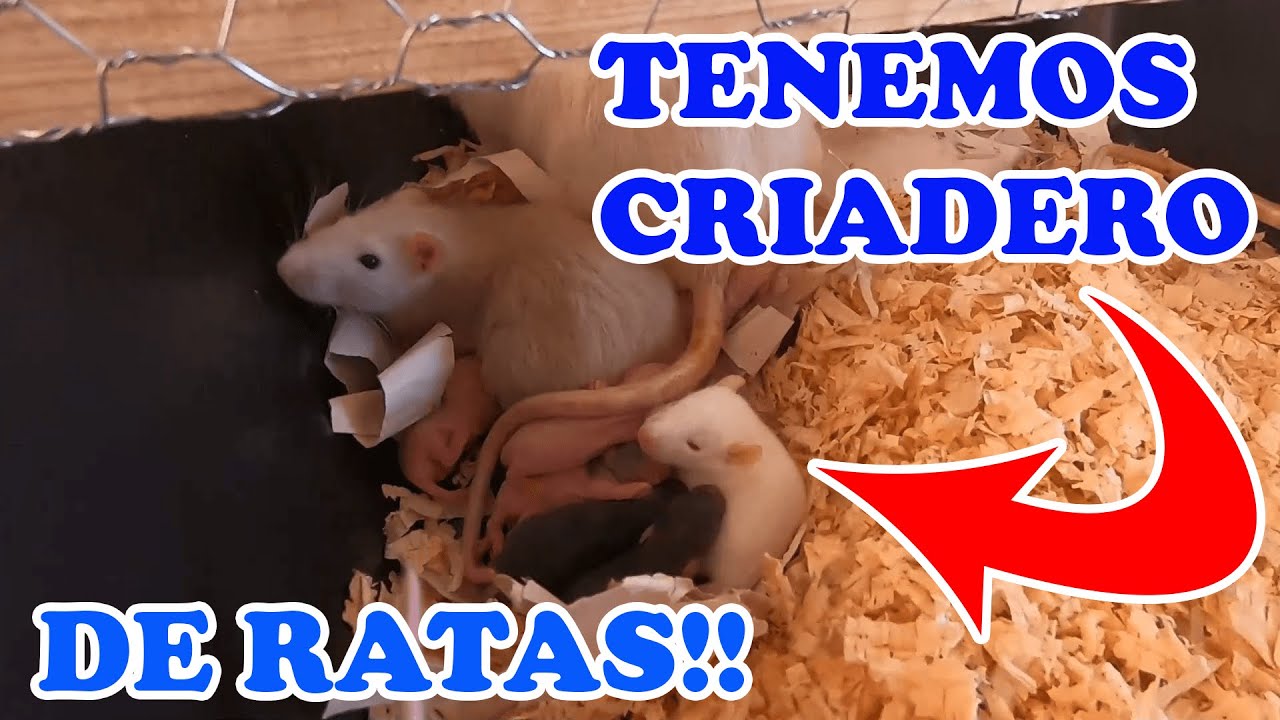 TENEMOS CRIADERO DE RATAS!! | Pk Reptiles