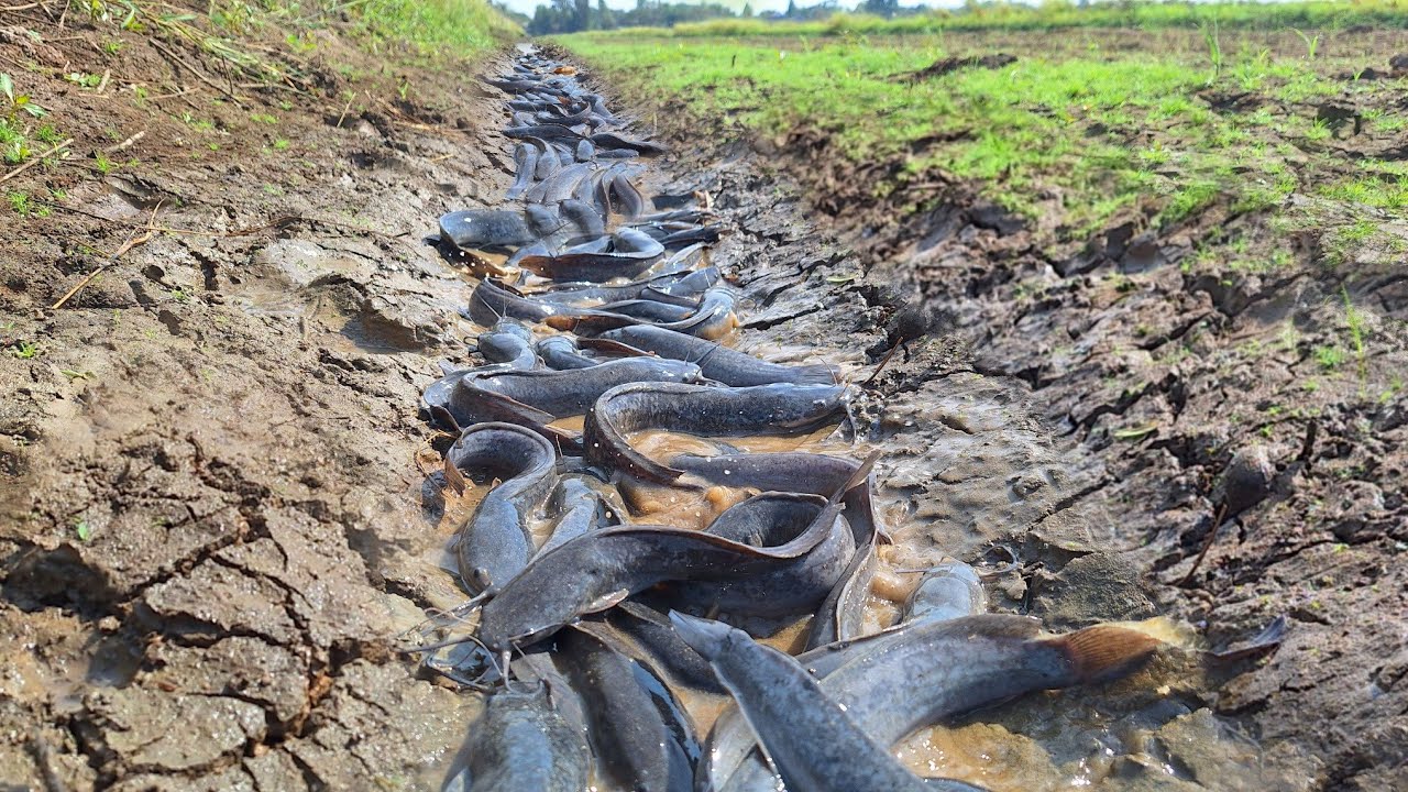 Wow amazing fishing! A fisherman catches a lot of fish in a rice field.