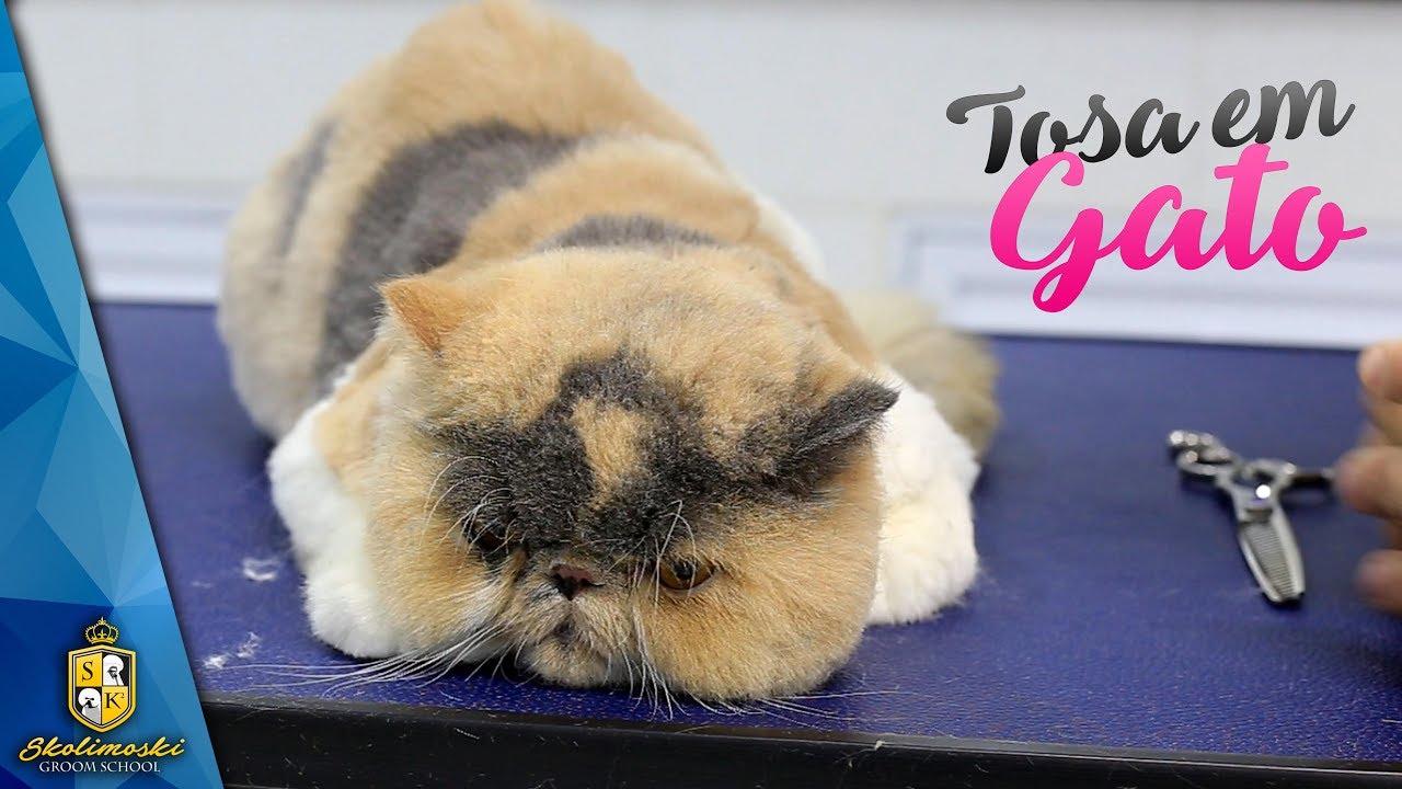 Dicas para Tosar Gatos com Tesoura !