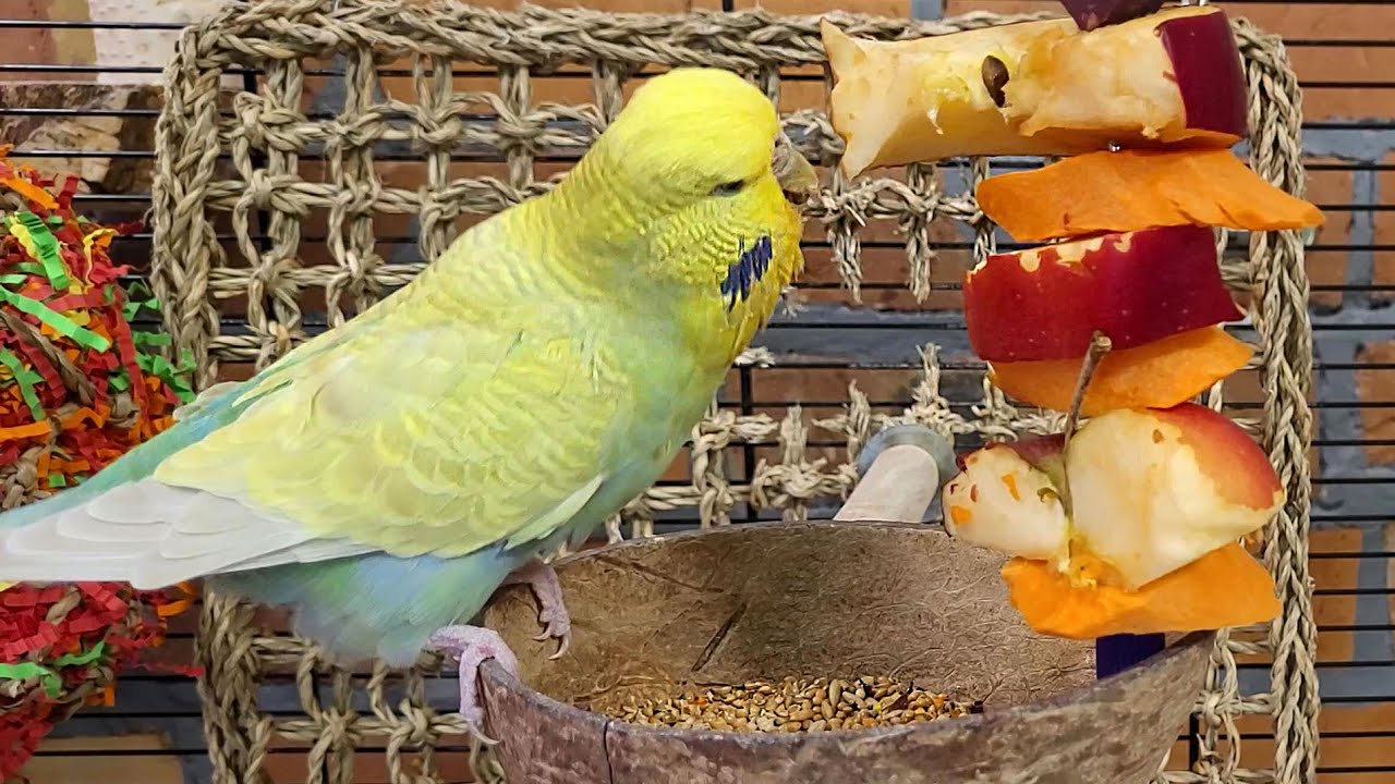7 hours of relaxing budgie sounds for your birds