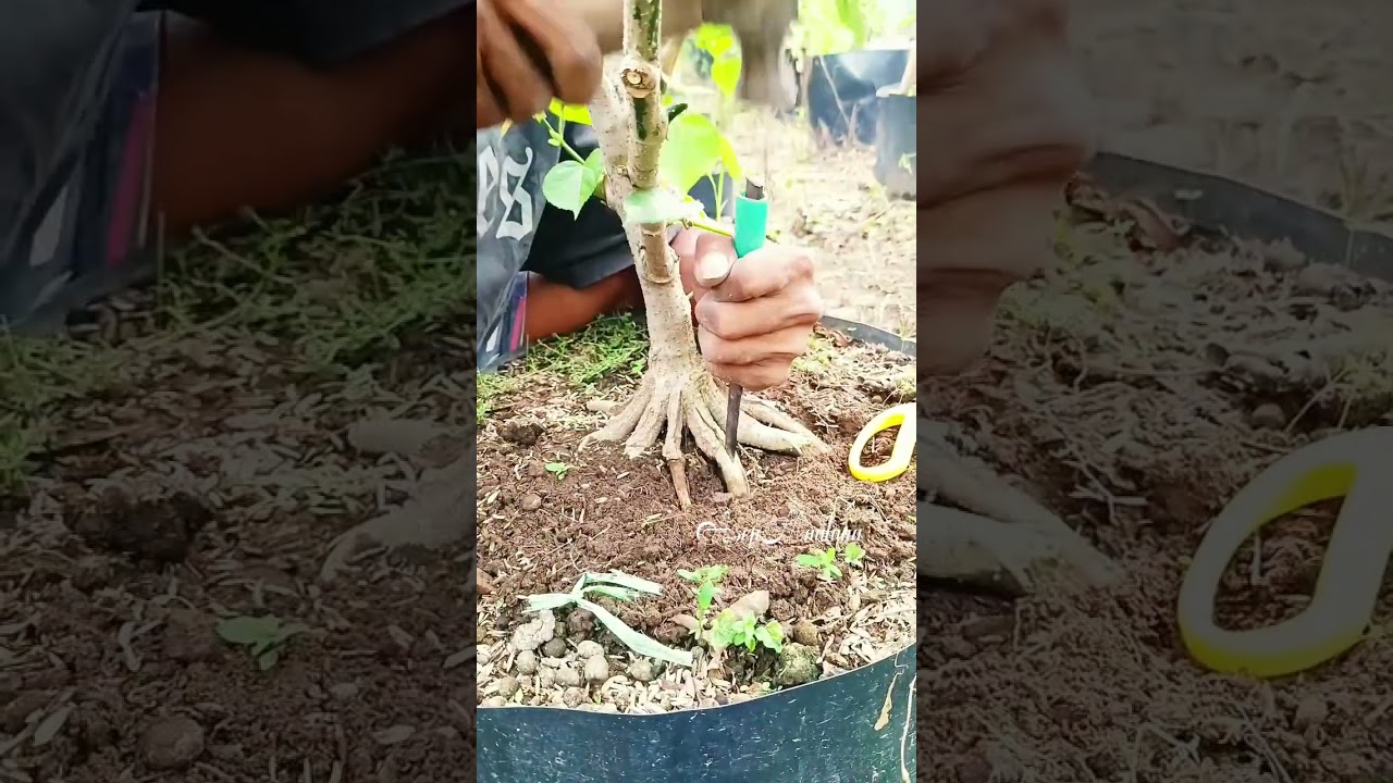Program Akar Pecah Batang Waru 