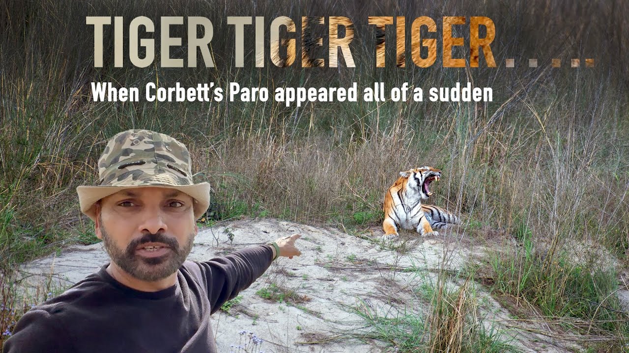 Corbett Tiger Sighting in very first safari in Dhikala Zone | #wildlife #junglesafari  #nature