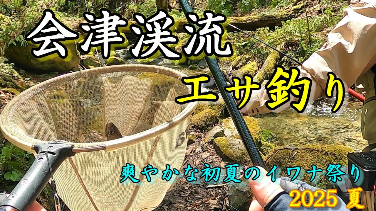 【会津渓流】2025年夏 うぉぉおキター!! 水温が上昇しイワナくんの活性も高まり絶好調です！師匠から、こっそりポイントを教えてもらいました。