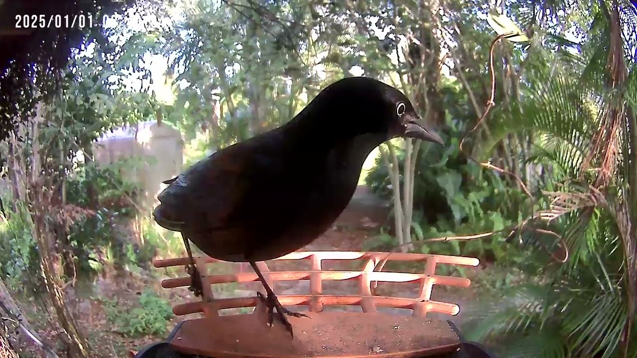 Crows incoming!
