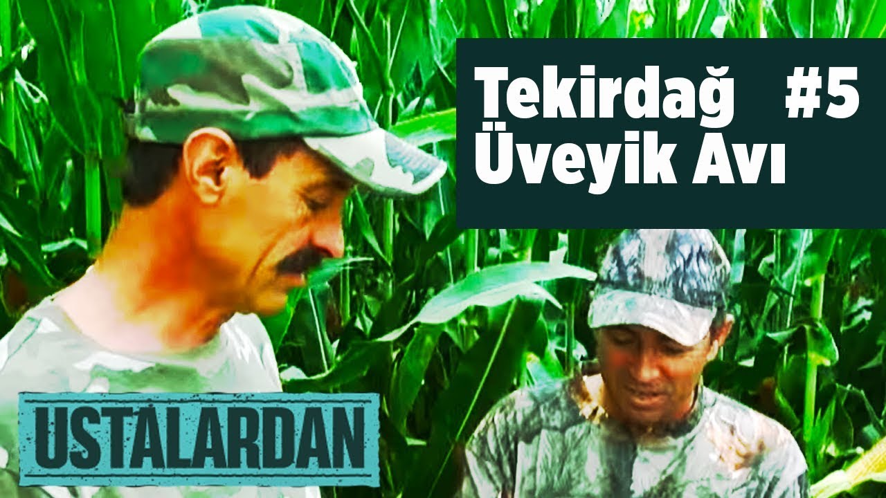 Ustalardan - Tekirdağ &Uuml;veyik Avı 5 - 2 -  ( 2015 -2016 ) Yaban Tv - Turtle dove Hunting turtledove