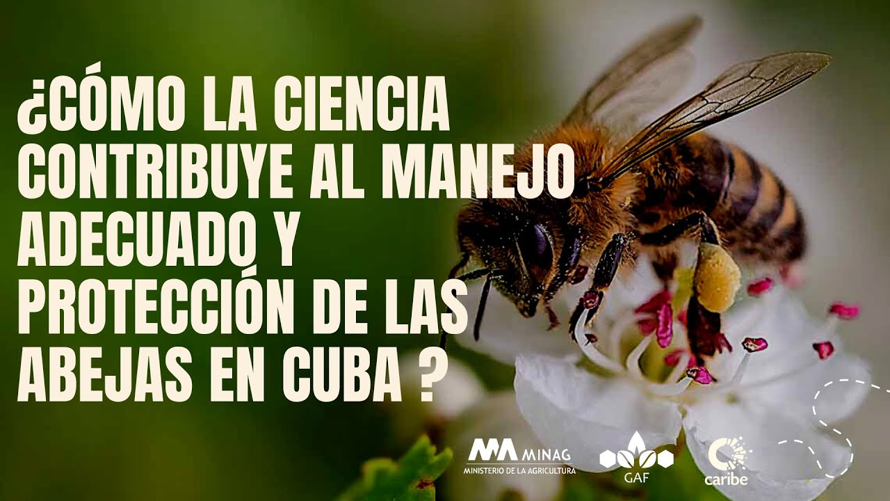 Apicultura en Cuba: ¿Cómo lograr un manejo adecuado de las abejas desde la ciencia?