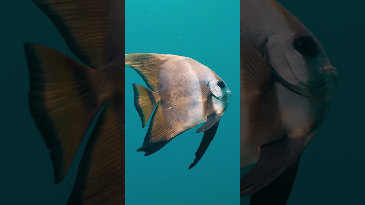 DIVING PARADISE #scubadiving #rajaampat #underwatervideo