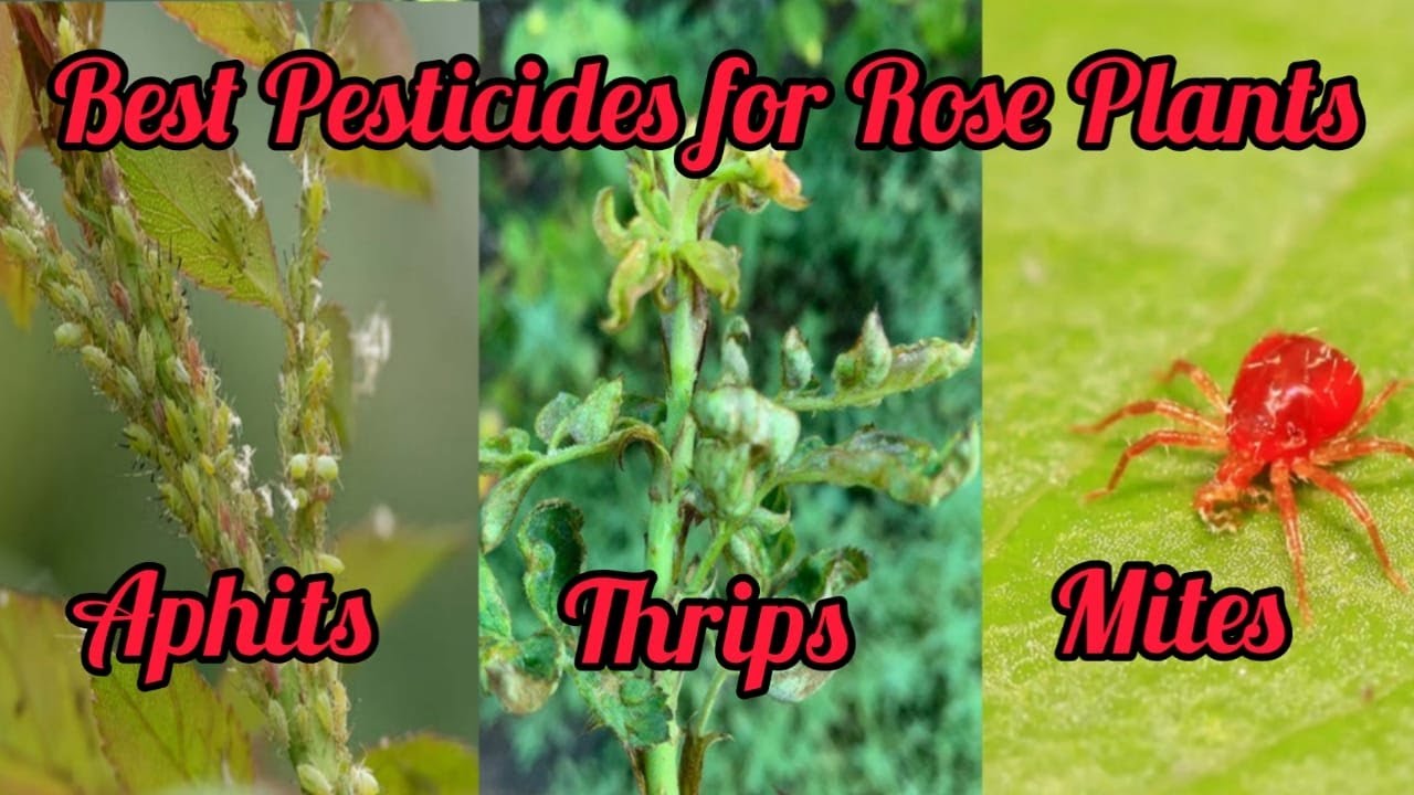 Best Pesticide For Rose Plants- Aphids, Thrips, Mites- Tamil