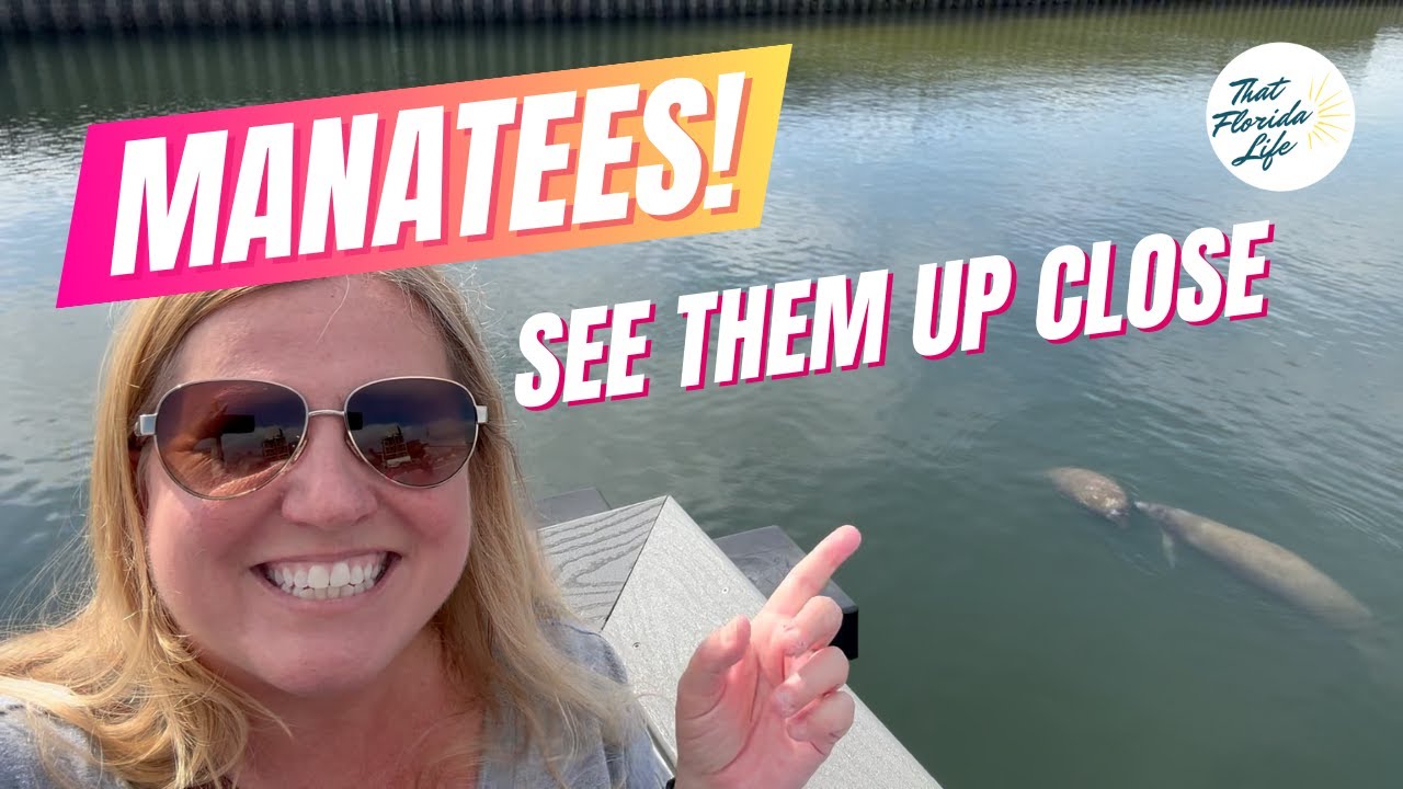FREE to Visit! Manatee Viewing Center - Apollo Beach, FL (Everything to Know About Seeing Manatees)