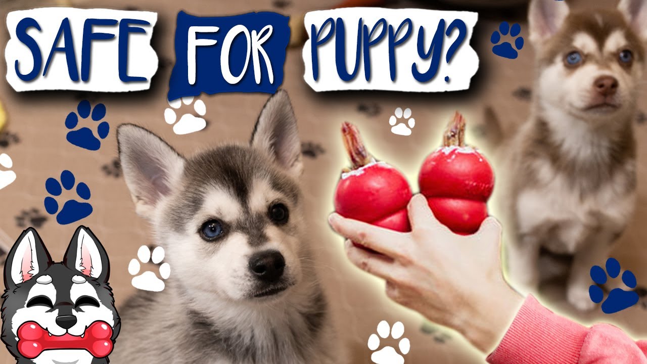 How To Use A Kong With A Puppy So They Love It