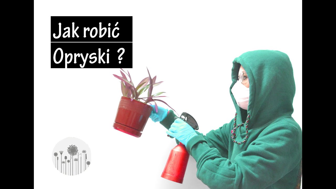 Stosowanie oprysk&oacute;w w domu! Preparaty opryski, aerozole na szkodniki roślin domowych