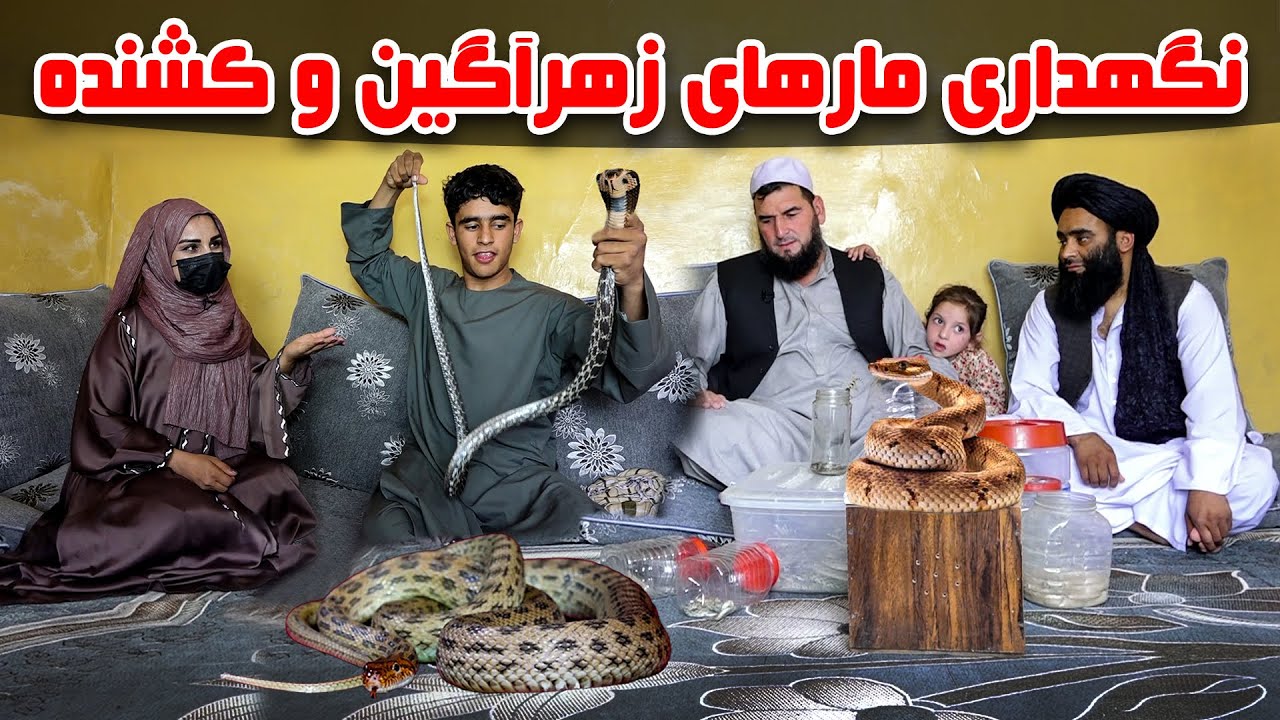 Keeping venomous snakes in Freshta Azimi Report / نگهداری مارهای زهرآگین در گزارش فرشته عظیمی