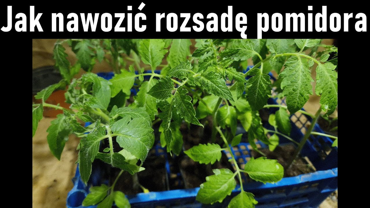 Jak nawozić rozsadę Pomidorów (o liściach ziemniaczanych)