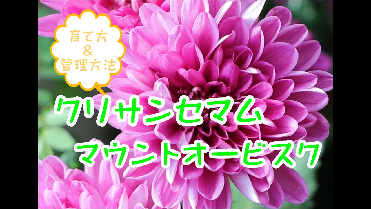 クリサンセマム マウントオービスク　育て方＆管理方法　#garden #ガーデニング #園芸 #flower #flowers #植物 #cute #育て方 #寄せ植え #菊