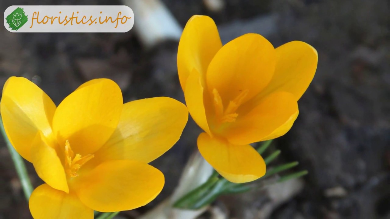 Посадка крокусов – когда и куда сажать крокусы; посадка крокусов в горшки