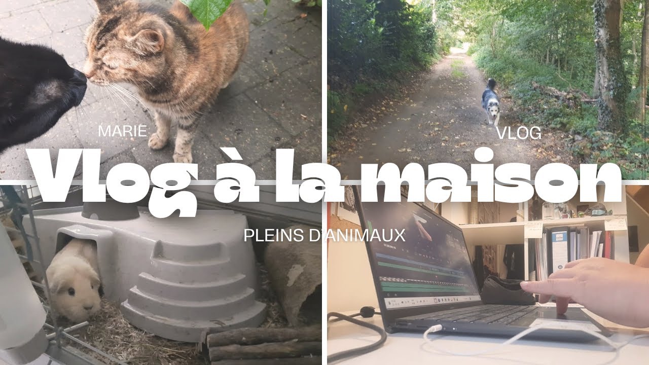 Une journ&eacute;e avec moi entre animaux, &eacute;tudes et vie bien rythm&eacute;e - VLOG