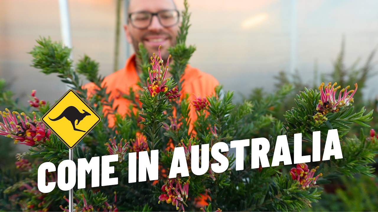 Grevillea: Come coltivare la pianta australiana che resiste al gelo!