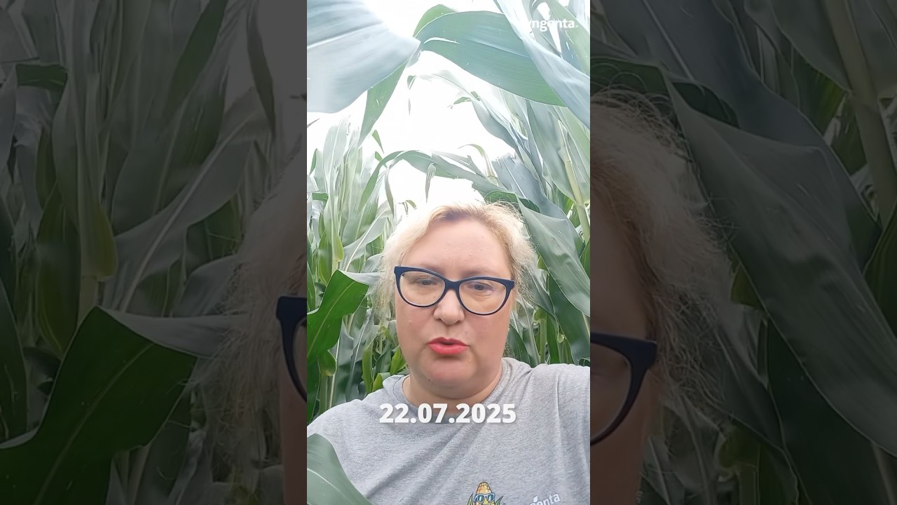 СИ ПАНДОРАС - заряжен на успех! #сельскоехозяйство #syngenta #рапс #агротехнологии