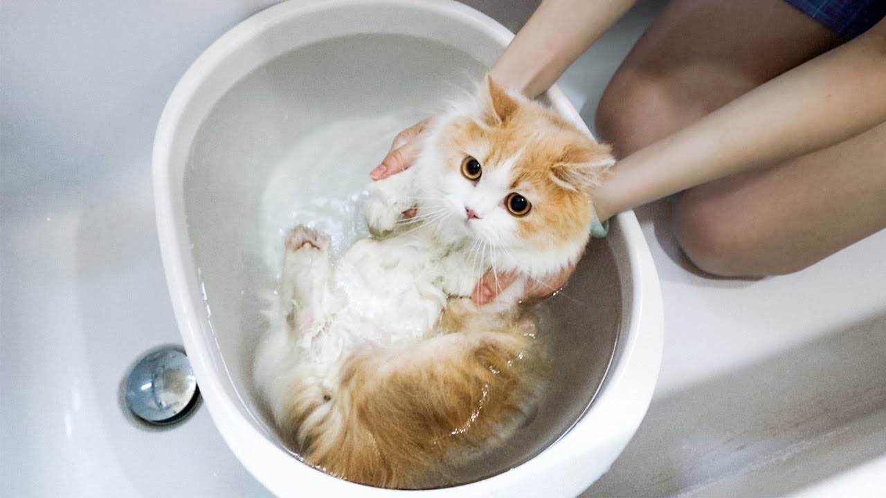 [Cat Live] Почему я должен принимать душ, когда другие моют только лапы?